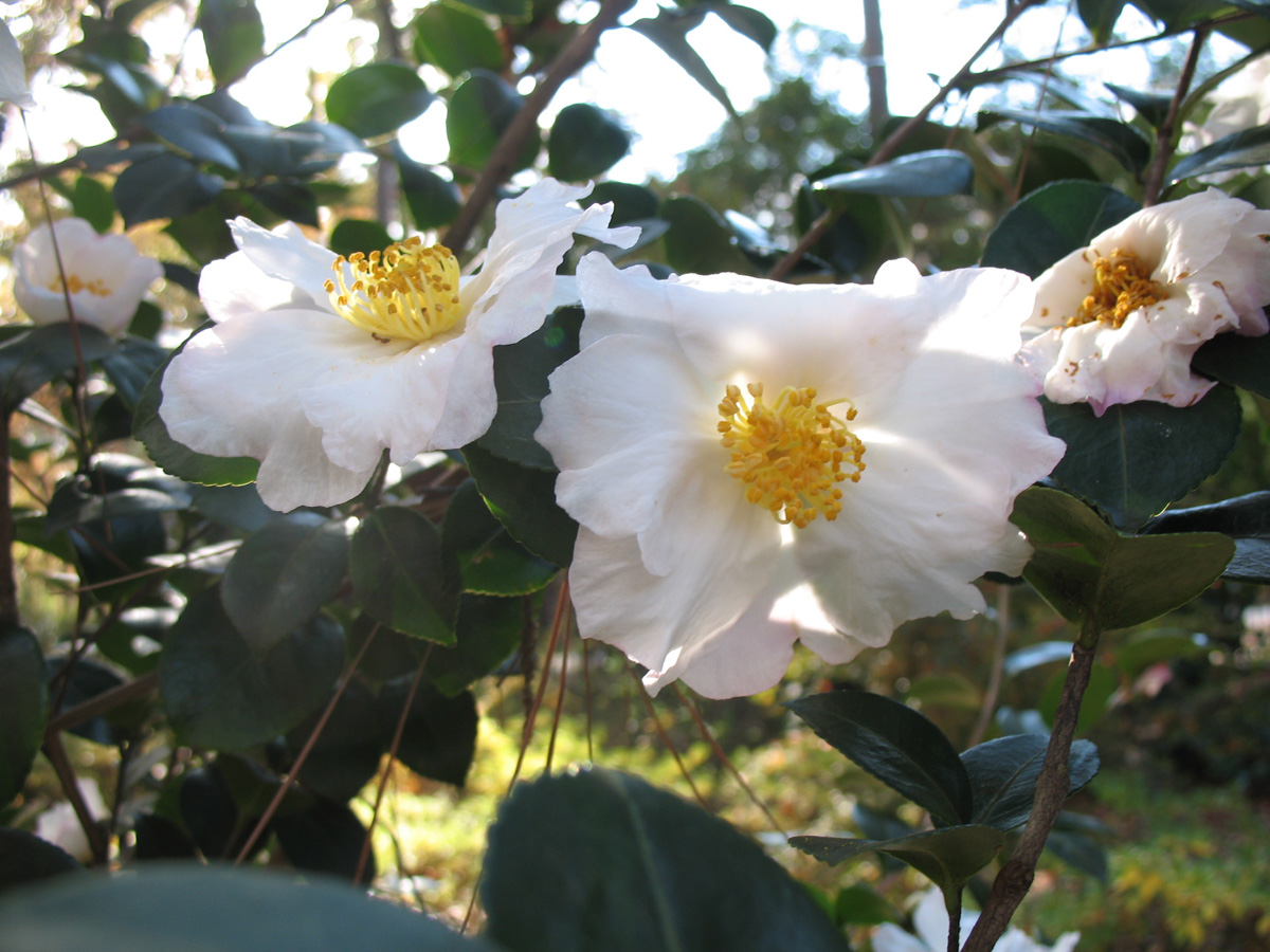 Online Plant Guide - Camellia sasanqua 'Daydream' / Daydream Sasanqua